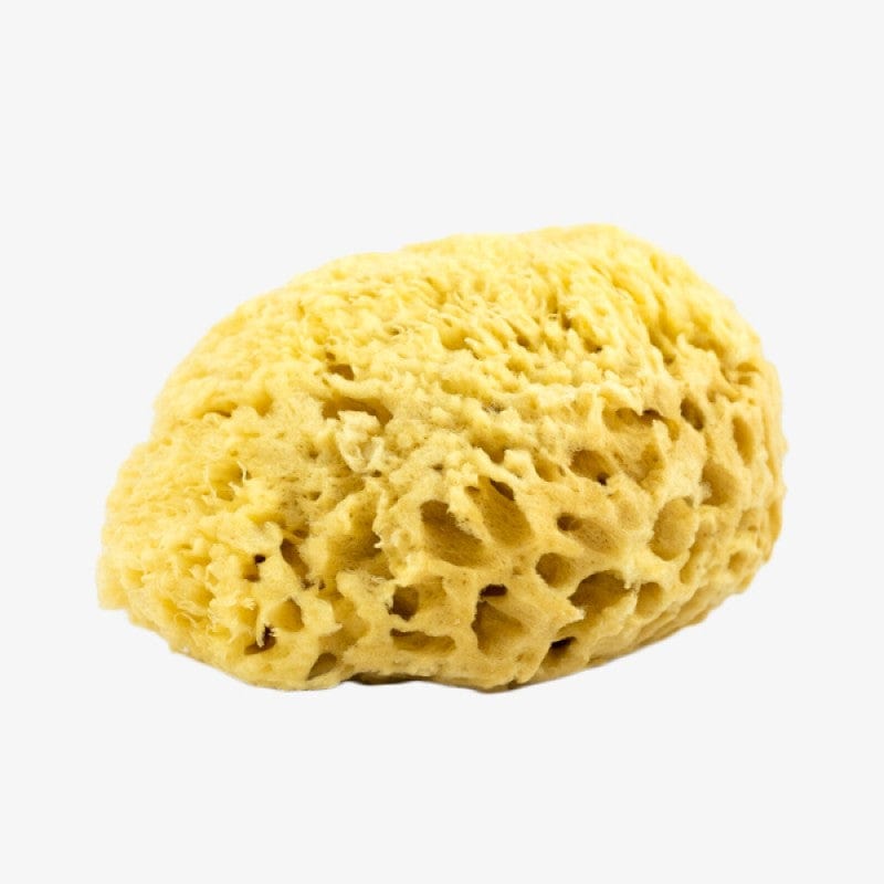 Natural Sea Sponge - Classic (C010) Bath and Shower