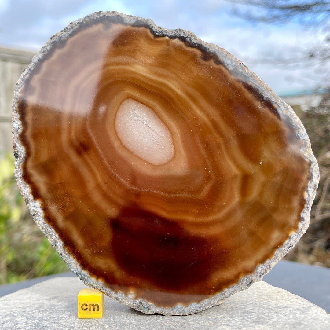 Agate Quartz Geode Slice Brown 6.5 - 7.5 inches Energy and Wellbeing