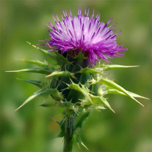 A Vogel Milk Thistle Complex Drops 100ml Herbal Remedies A.Vogel Milk Thistle Complex Drops 100ml | Herbal Supplement