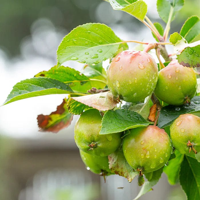 New Nordic Apple Cider Gummies (60)